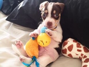 Have you every seen anything so cute! This is toy fox terrier Jasper at three months. Submitted by Reanna Welsh.