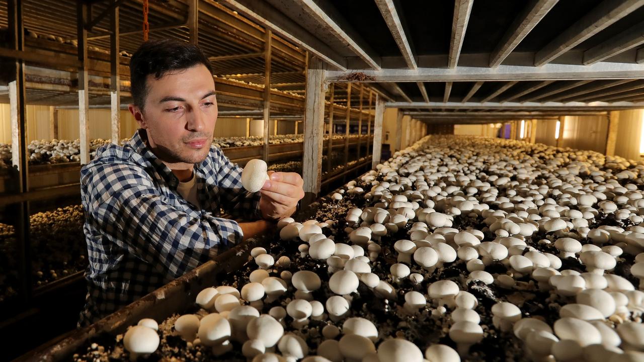 Escavox: Mushroom grower launches ag-tech tracking device | The Weekly ...