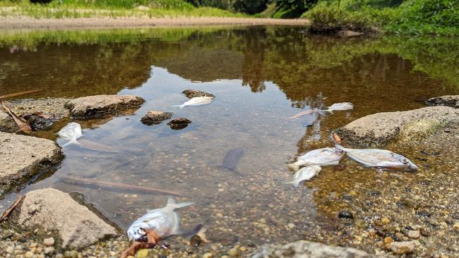 Dead fish are appearing in the Mulgrave River and it is not clear why. Picture: supplied.