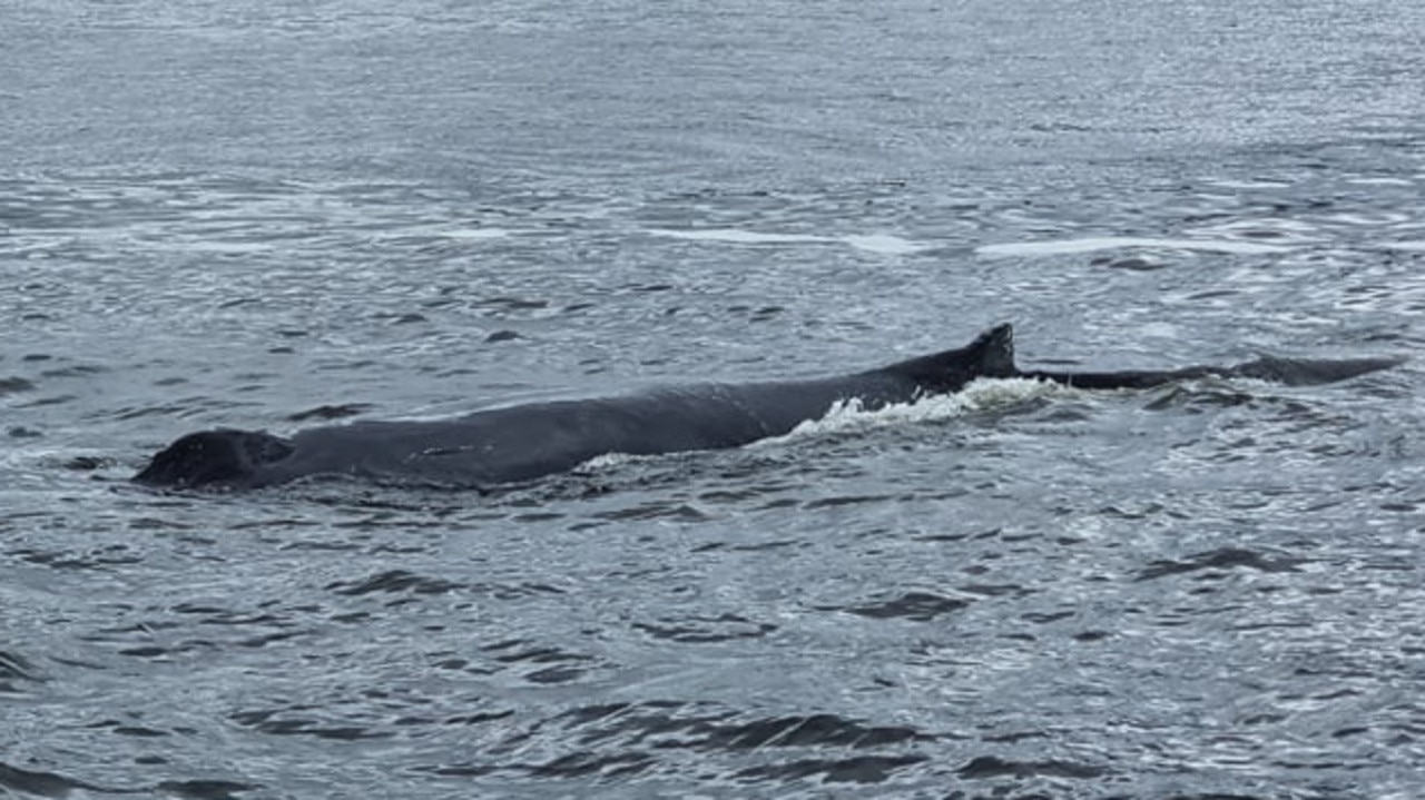 The whale in the River Derwent on Sunday. Picture: Stuart Gifford