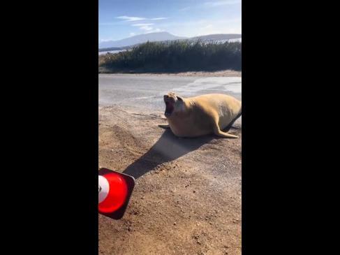 Neil the seal blocks a road in Hobart