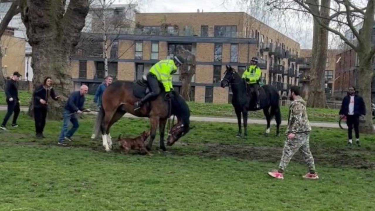 Shocking moment out-of-control dog attacks cop horse for five minutes ...