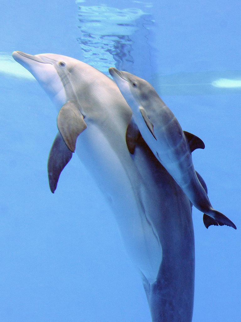 Pictures Show the Bond of a Dolphin Mother and Calf