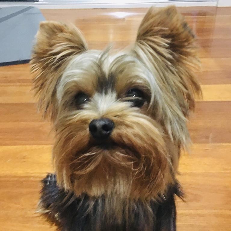 Yorkshire terrier returns to Nashville home after 13 years | Herald Sun