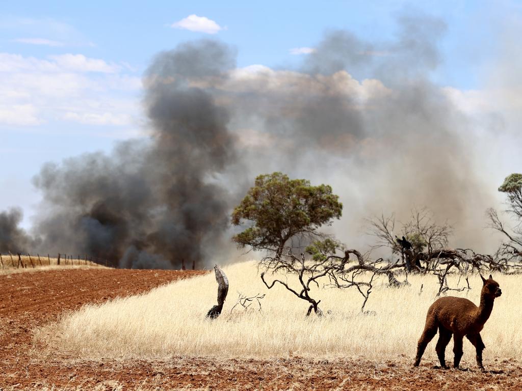 Stock on the edge of the Freeling/Templers bushfire on Friday. Picture: Kelly Barnes