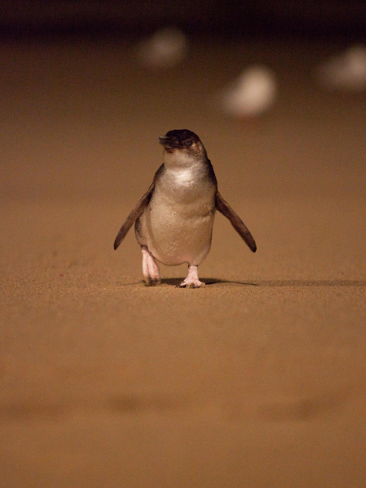 A little penguin makes the nightly journey back to Phillip Island.