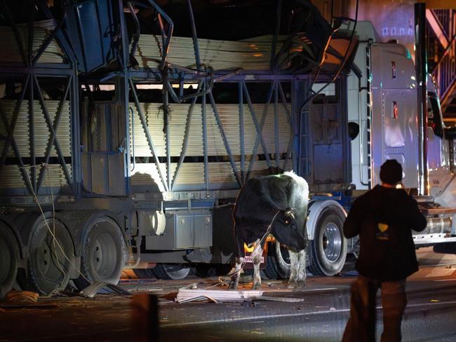 A cow becomes trapped in rope after jumping from the truck. Picture: Farm Transparency Project