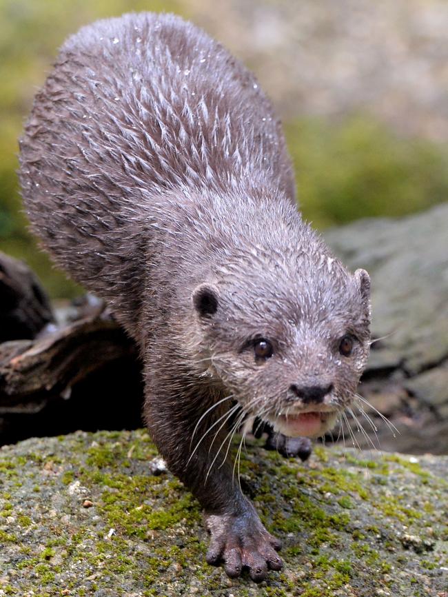 The Otter at Melbourne Zoo.