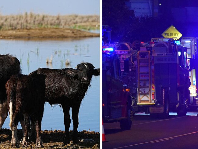 Mackay transport truck kills “multiple cattle” in horror Bruce Hwy crash