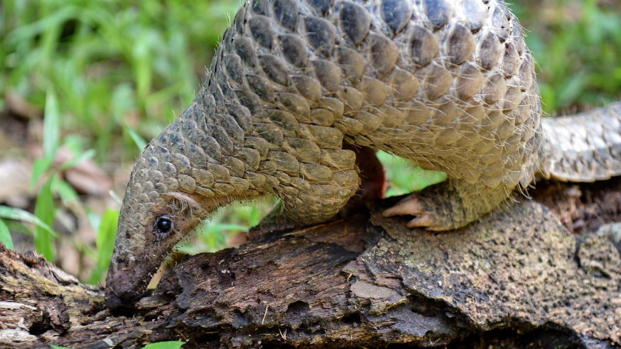 A pangolin feeding on termites at Singapore Zoo. Picture: Roslan Rahman/ AFP