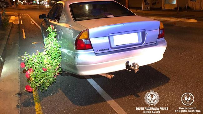 A drink driver has lost his licence after he was spotted driving with a rose bush hanging out of the left side of his car. Picture: SAPOL