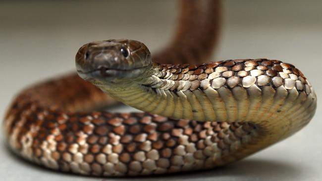 Its snake season. Venom Keeper at the Australian Reptile Park Brad Gabriel shows off a Tiger Snake..
