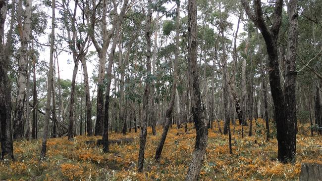 The peaceful surrounds at Lerderderg State Park. Picture: Parks Victoria