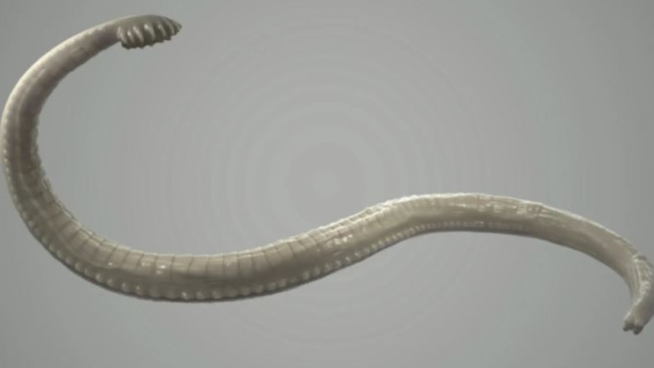 An illustration of a tapeworm. Picture: iStock