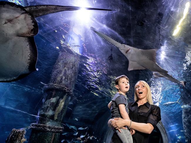The aquarium is always popular during the school holidays. Picture: Mark Dadswell