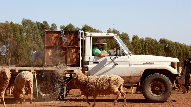 Tomingley farmer Phil Clark received some recent rainfall but is still feeling the effects of the drought and having to buy in feed for his sheep. Picture: Toby Zerna