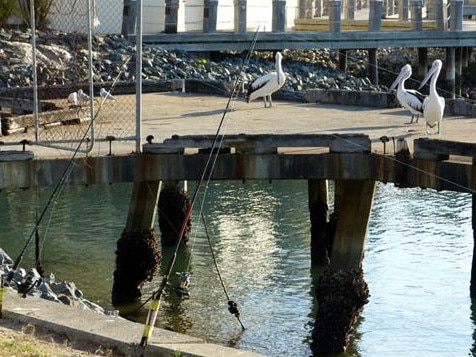 Unattended fishing rods and pelicans close by. Picture: Wild Bird Rescues Gold Coast