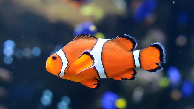 Baby clownfish can swim up to 400km in search of a suitable environment.