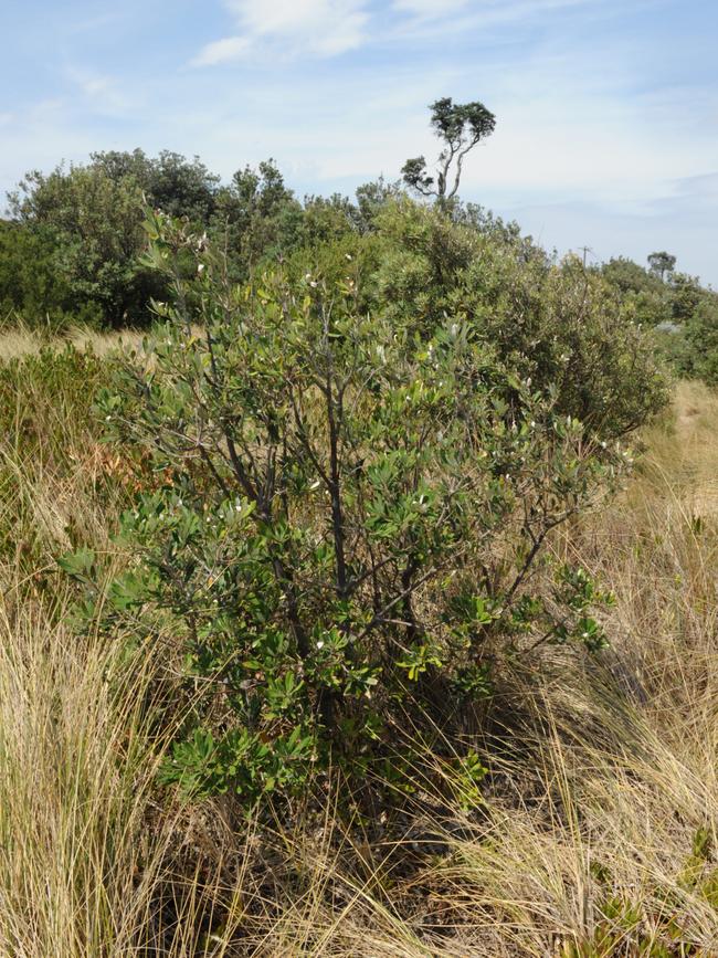 The council bought 150 coastal banksia trees, like this one pictured.