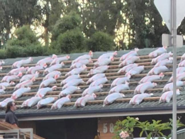 A Brisbane man is facing backlash after stacking dozens of sandbags on his roof in preparation for Cyclone Alfred. The man was pictured on the roof of his house, which is covered in sandbags, after a friend on the back of a ute handed them to him.  Picture: Instagram