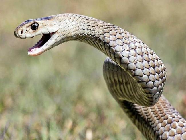 A Bundaberg boy was taken to hospital after a suspected snake bite to the leg.