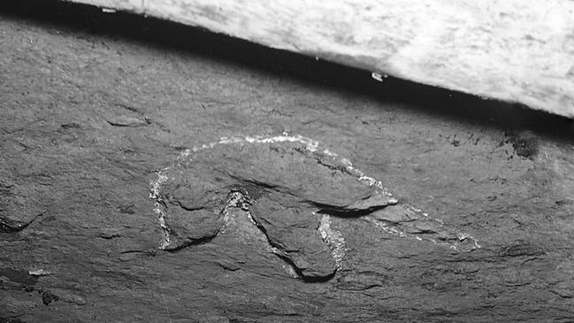 Dinosaur footprints in the ceiling of the Westvale Colliery near Rosewood, Queensland.