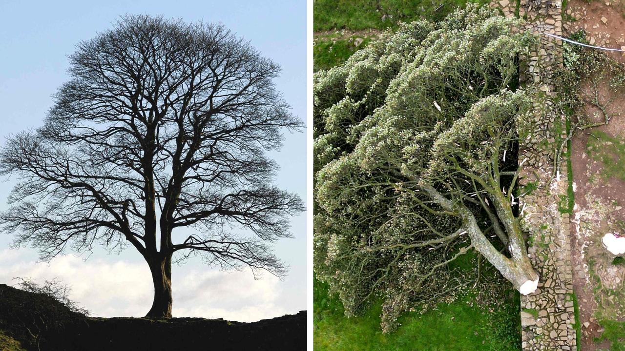 Fury as 16-year-old boy cuts down world-famous tree: ‘It’s madness’