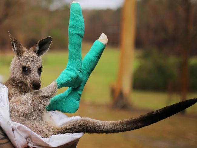 An orphaned eastern grey kangaroo joey recovering from burns in the care of Kevin Clapson from WIRES. Picture: Steven Saphore