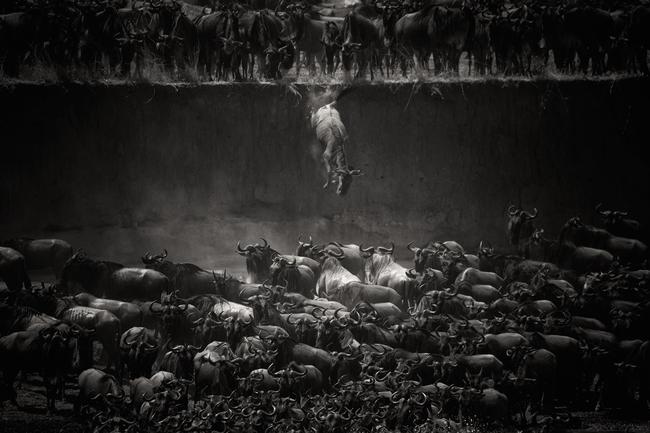 2014 National Geographic Photography Contest ... Nature Winner Photo: “The Great Migration”. Jump of the wildebeest at the Mara River. Location: North Serengeti, Tanzania. Picture: Nicole Cambré /National Geographic 2014 Photo Contest