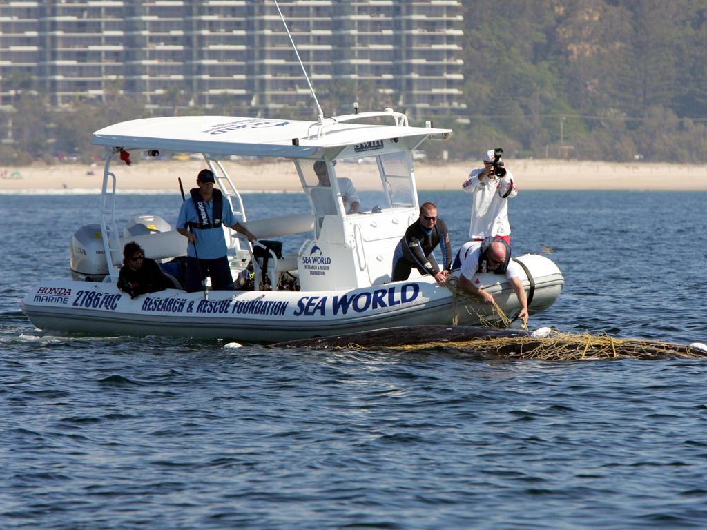 SeaWorld Rescue Crew work on freeing a humpback whale that became entangled in a shark net off Currumbin Beach, Gold Coast. Photo: Brendan Radke