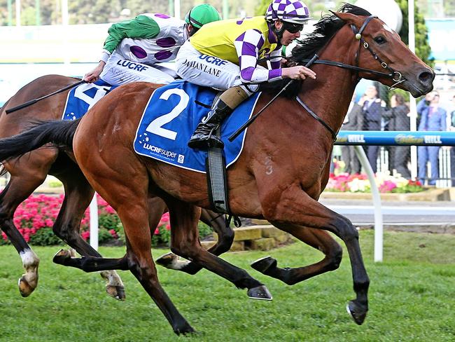 Sacred Elixir produced a strong staying effort to win the Moonee Valley Vase last start. Picture: Tim Carrafa