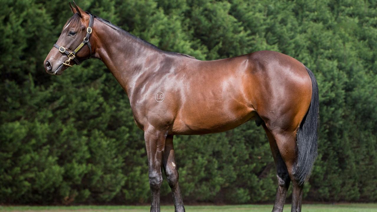 Yearling photo of Arthero (Flying Artie x Ella Supero) sold by Lime Country Thoroughbreds Pty Ltd to Darby Racing and Will Johnson Bloodstock at the 2020 Classic Yearling Sale Highway Session. Photo:  Lime Country Thoroughbreds.