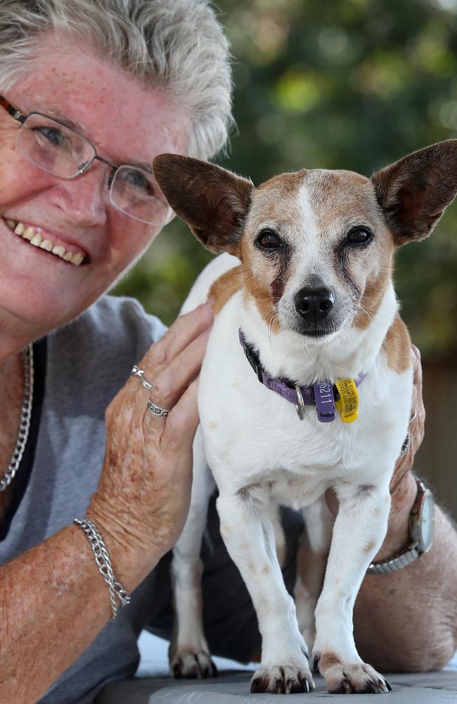 Missy has been rehomed with Ms Pendergast after an offer from a Courier-Mail reader. Picture: Liam Kidston