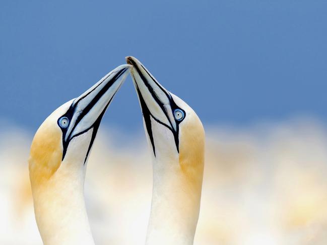 Photo by Damilice Mansur / National Geographic Nature Photographer of the Year contest. Up in the clouds after a long flight from Aruba to Canada and countless hours of driving I finally got to Bonaventure Island to be able to witness more than 54,000 breeding pairs of Northern Gannets. After 4 km’s of island hiking you can start to hear the sounds and even smell of the Gannets. It was a beautiful day which made this capture seem like the Gannets were up in the clouds. The background fills the frame with hundreds of gannets and a clear blue sky.