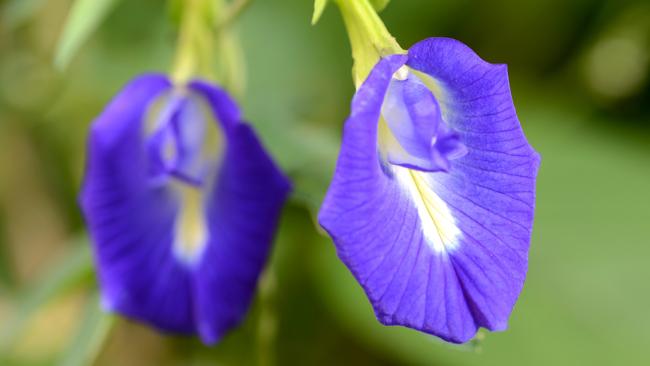 Beautiful: the butterfly pea flower