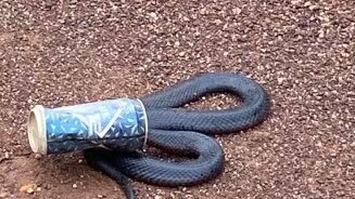 A red belly snake in a beer can.