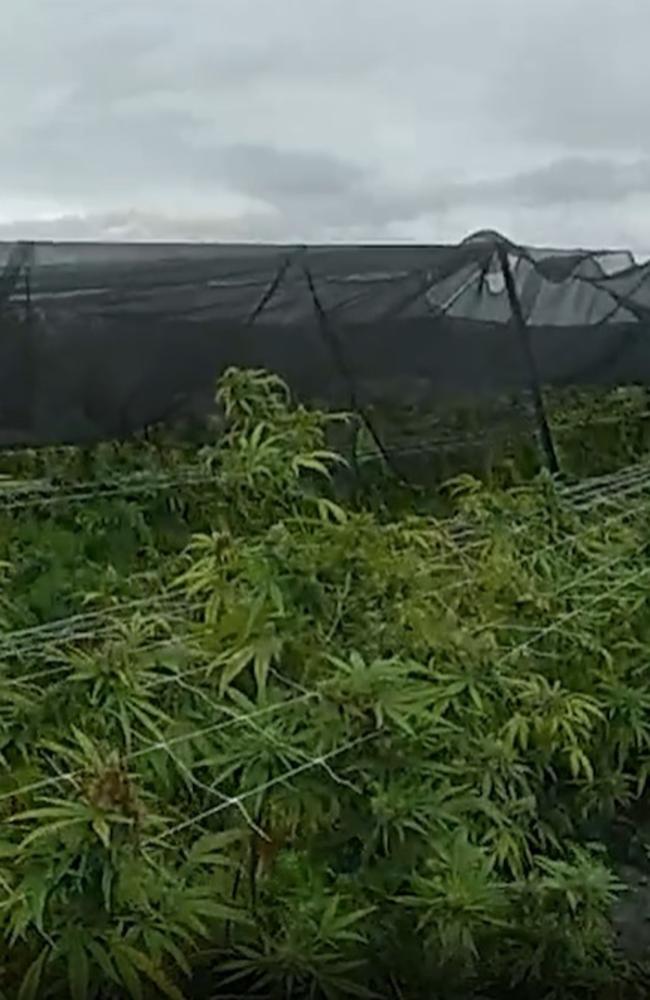 Detectives from the Crime and Intelligence Command State Drug Squad have charged two people and destroyed a large cannabis crop on a rural farm in Bundaberg as part of ongoing investigations into a national drug syndicate.