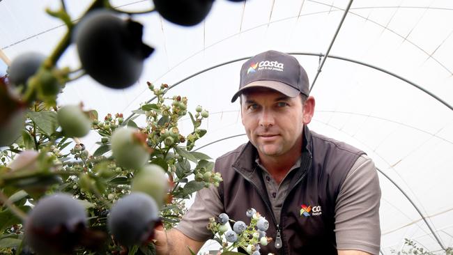 Regional manager of Berry Exchange Rob King at the Walkamin blueberry farm PICTURE: ANNA ROGERS