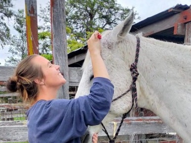 Chappo the horse getting brushed at L&B Horse Rescue and Rehoming (Photo: supplied)