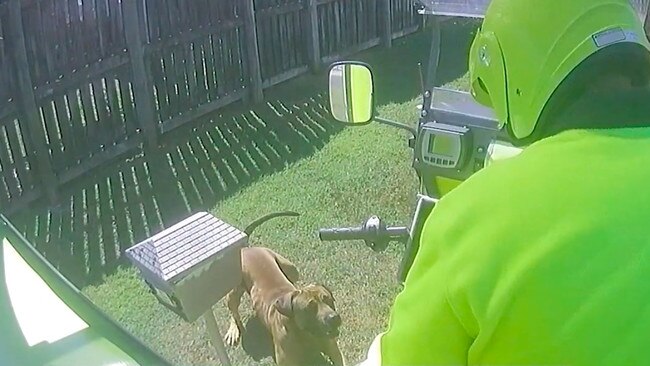 Footage of a postie being threatened by a pooch.