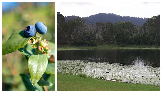 Coffs Harbour City Council is working to find other water sources to support the agricultural industry.