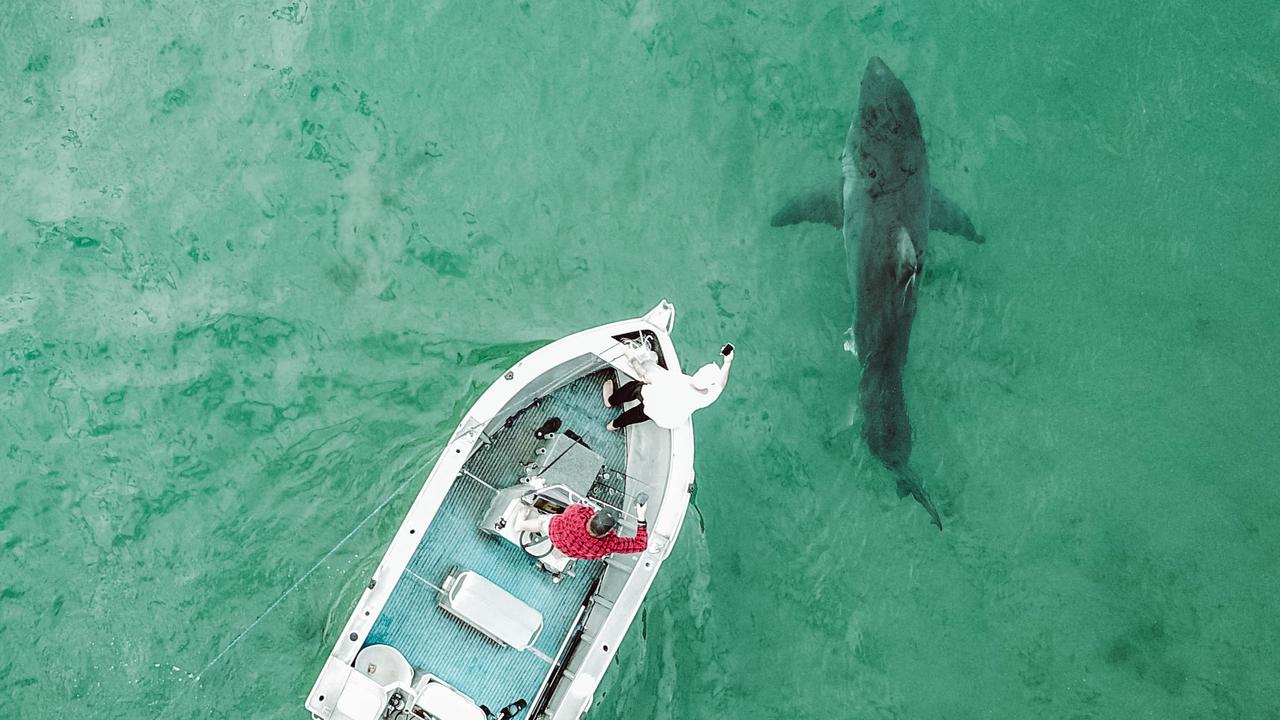 Huge great white shark circling a boat near Bulli. Picture: Georgia Matts