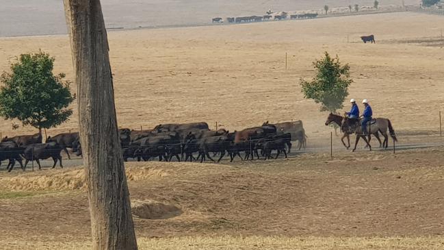 A man has been charged following an investigation into an alleged multi-million dollar cattle fraud in the state’s south west. Picture: NSW Police