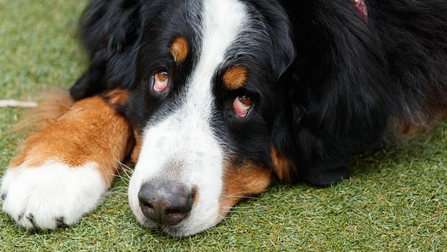 Bernese Mountain Dog. Picture by Max Mason-Hubers