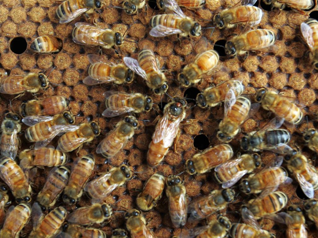 North-West Coast honey producer Blue Hills Honey at Mawbanna offers a look inside the hive.