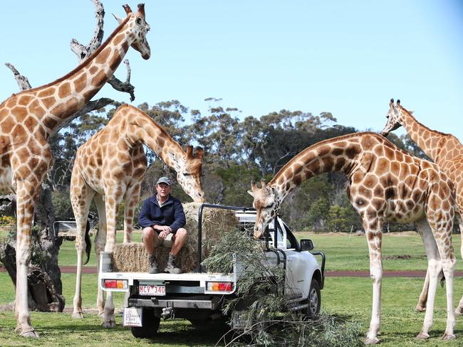 Zoo keeper Lance Weldhagen with giraffes at the open range zoo. Picture: Mark Wilson