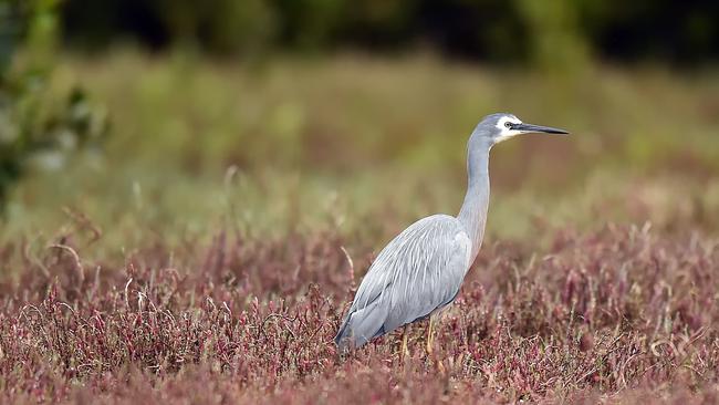 The ongoing saga of Davistown Wetlands continues. Pictures: Troy Snook