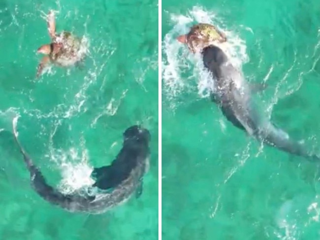 Moment turtle fights off shark in ocean. Picture: Jack Garnett via Storyful