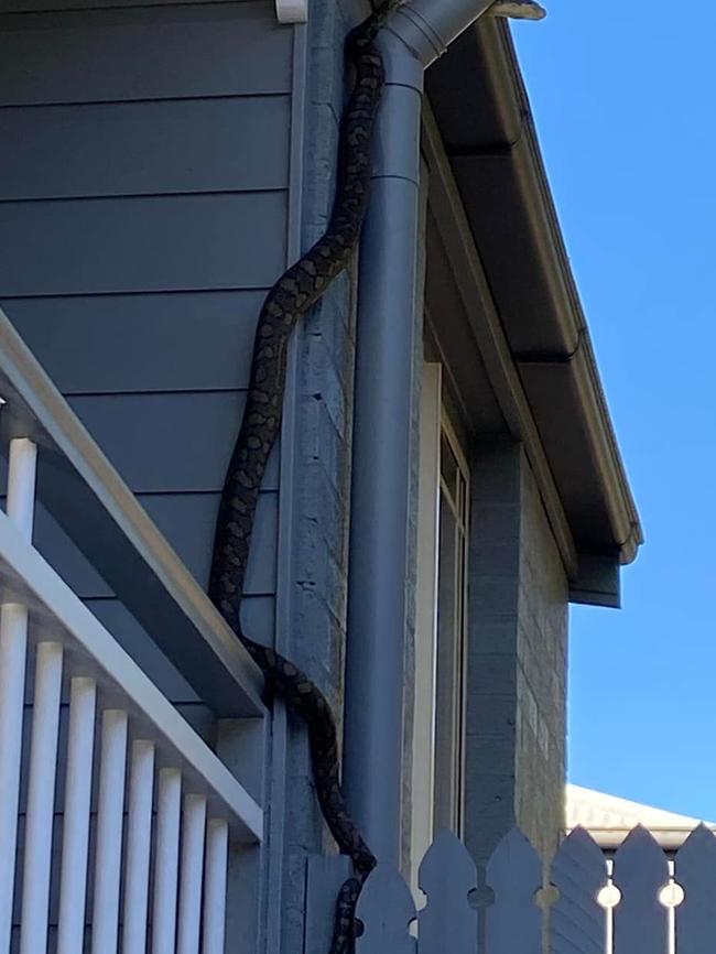 Snakes have been spotted hanging from gutters.