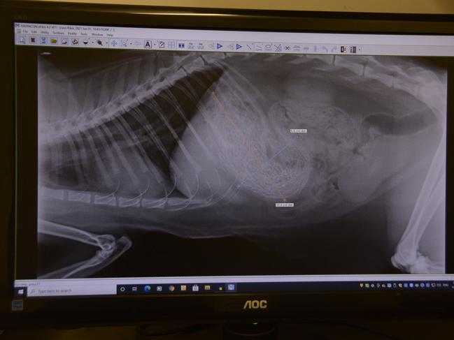 Unbelievable: Toowoomba vet’s stomach-churning discovery